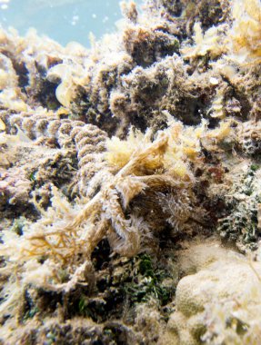 Yeni Kaledonya 'da yılan deniz hıyarı portresi