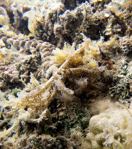 Close up portrait of snake sea cucumber in New Caledonia