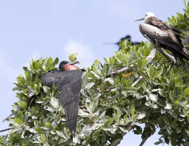 Meksika 'da ağaçtaki Frigatebird manzarası