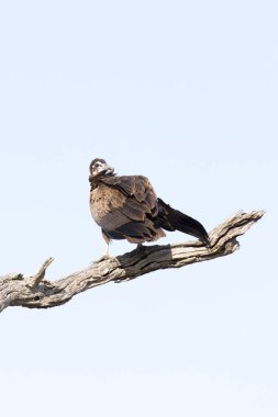 Güney Afrika 'da kapüşonlu akbabanın fotoğrafı.