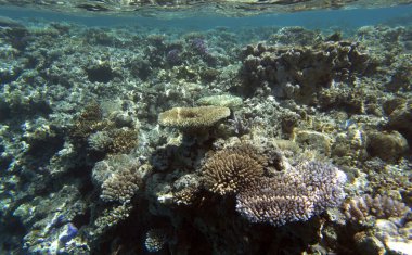 Yeni Kaledonya 'da mercan resifi manzarası