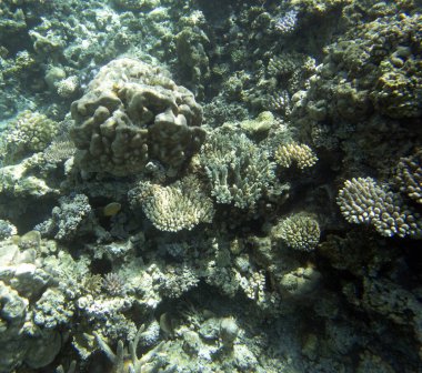 Yeni Kaledonya 'da mercan resifi manzarası