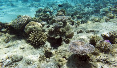 Yeni Kaledonya 'da mercan resifi manzarası