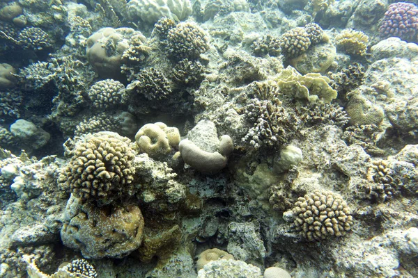 Mısır 'da mercan resifi manzarası 