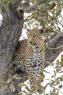 Güney Afrika 'da ağaçtaki leopar manzarası