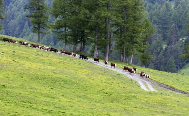 İtalya 'nın kuzeyindeki dağda ineklerin manzarası