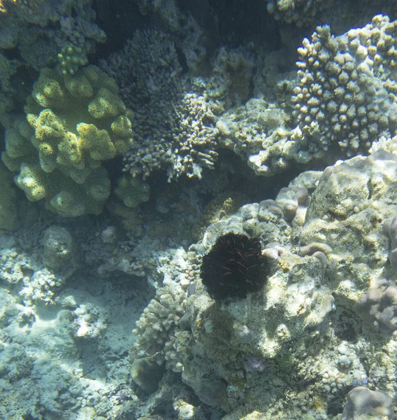 Yeni Kaledonya 'nın mercan resifinde siyah ve kırmızı bir Crinoid.