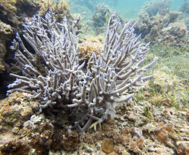 Yeni Kaledonya 'daki mercanların fotoğrafı