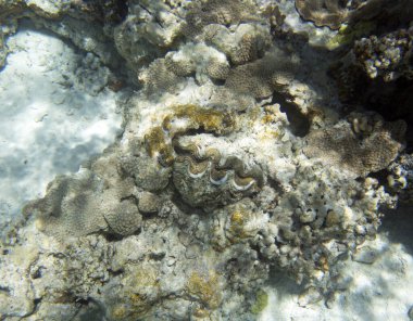 Tridacna midyesinin yakın bir fotoğrafı, Yeni Kaledonya