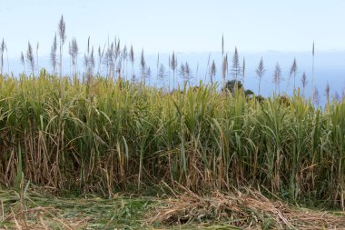 La Reunion, Fransa 'da şeker kamışı tarlası manzarası