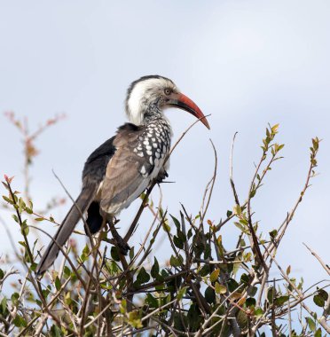 Güney Afrika 'da kırmızı gagalı boynuz gagalı bir güney fotoğrafı.