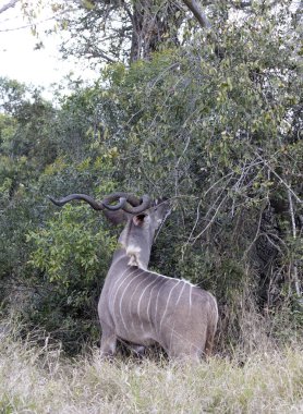 Güney Afrika 'da, çalılıklarda yemek yiyen daha büyük bir kedinin fotoğrafı.