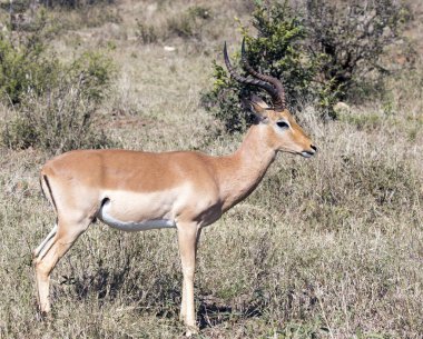 Güney Afrika 'da bir Impala fotoğrafı.