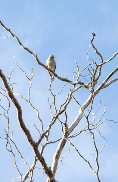 A photo of roadside hawk on tree in Mexico