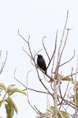Yeni Kaledonya 'daki sıradan drongo kuşunun fotoğrafı.
