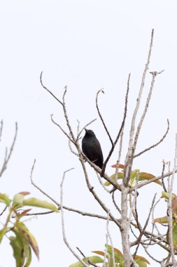 Yeni Kaledonya 'daki sıradan drongo kuşunun fotoğrafı.