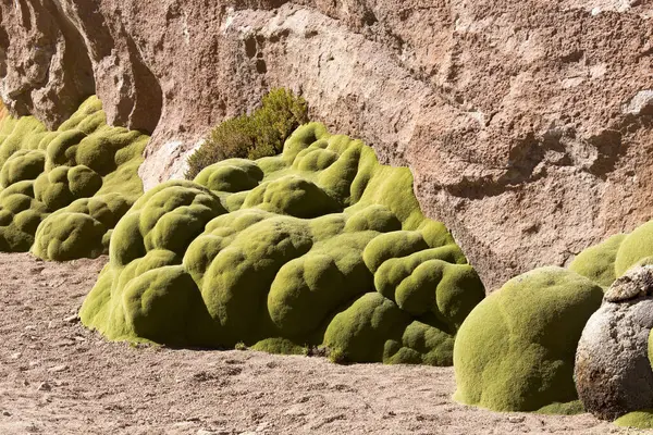 Ein Blick Auf Die Azorella Yareta Pflanze Bolivien lizenzfreie Stockbilder