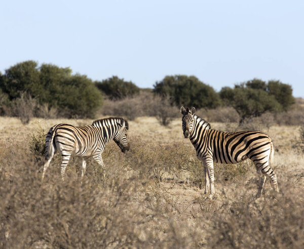 Photo of landscape with two Zebras in Namibia