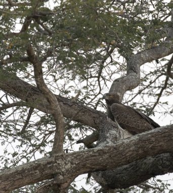 Afrika taçlı kartalın resmi Güney Afrika 'da bir ağaçta