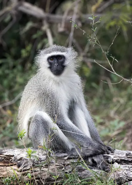 Güney Afrika 'da Chlorocebus maymunu manzarası