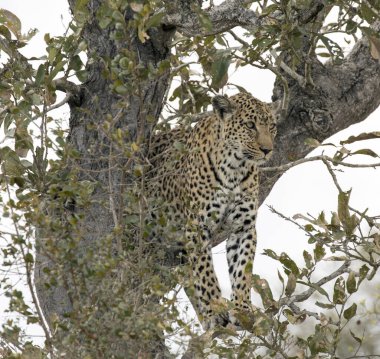Güney Afrika parkındaki bir ağaçtaki leoparın fotoğrafı.