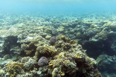 Sharm El Sheik, Mısır 'daki mercan resifi manzarası