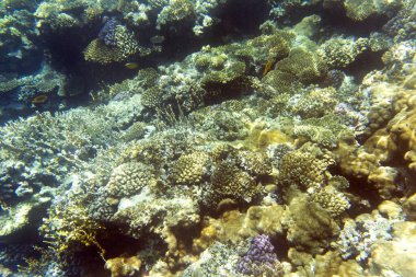 Sharm El Sheik, Mısır 'daki mercan resifi manzarası