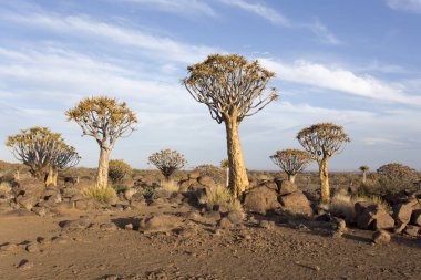 Namibya 'da titrek bir ağaç manzarası