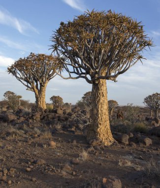 Namibya 'da titrek bir ağaç manzarası