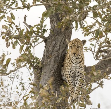 Güney Afrika 'da ağaçta güzel bir leopar resmi.