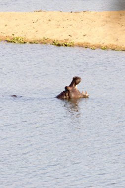 Güney Afrika 'da sudaki su aygırının fotoğrafı.