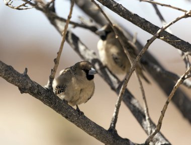 Namibya 'da sosyalleşen dokumacının yakın bir fotoğrafı. 