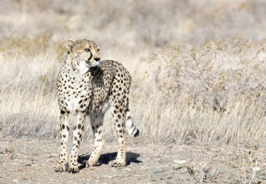 Namibya 'daki bir çitanın fotoğrafı