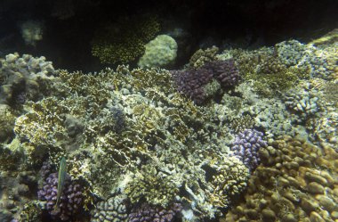 Mısır 'daki mercan resifinin sualtı fotoğrafı.