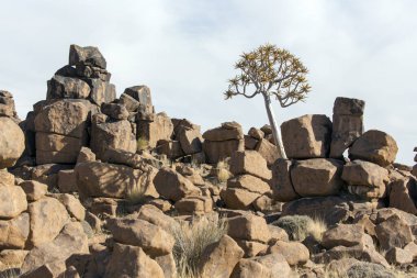 Namibya 'da titrek ağacı olan güzel bir manzara.