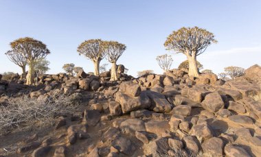 Nice landscape with quiver tree in Namibia clipart