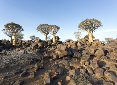 Namibya 'da titrek ağacı olan güzel bir manzara.