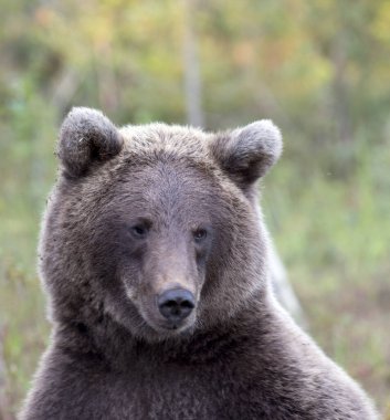 Finlandiya 'da kahverengi ayının fotoğrafı