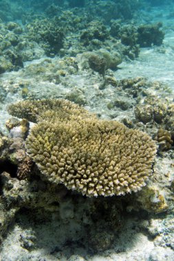 Yeni Kaledonya 'da mercanlara yakın çekim