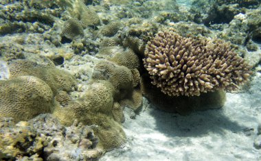 Yeni Kaledonya 'da mercanlara yakın çekim