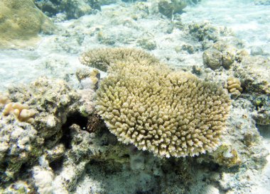 Yeni Kaledonya 'da mercanlara yakın çekim