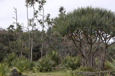 La Reunion 'da Pandanus ağacı ve meyve fotoğrafı