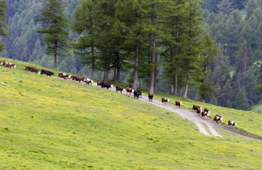 Jovencan, İtalya - 12 Haziran 2020: İtalya 'nın kuzeyindeki sığır sürüsünün görüntüsü
