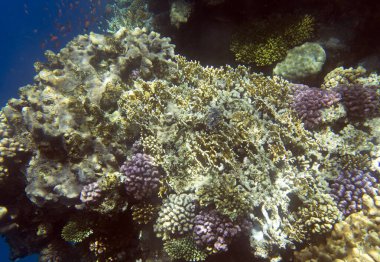 Sharm el Sheik, Mısır 'daki mercan resifinin manzarası