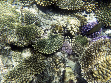 Sharm el Sheik, Mısır 'daki mercan resifinin manzarası