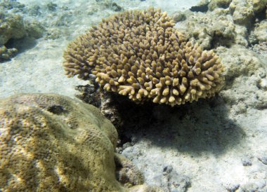 Yeni Kaledonya 'da muhteşem mercanların manzarası