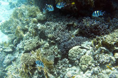 Yeni Kaledonya 'da muhteşem mercanların manzarası