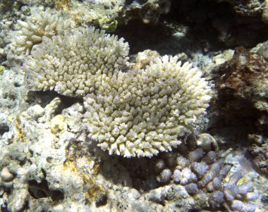 Yeni Kaledonya 'da muhteşem mercanların manzarası