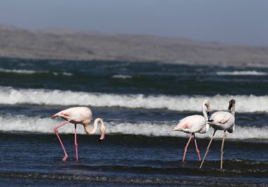 Namibya 'daki flamingo kuşlarının manzarası