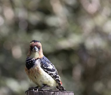 A photo of crested barbet bird in Southafrica clipart